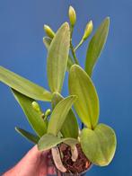 Orchidee Cattleya Caleidoscoop p12 (1), Huis en Inrichting, Kamerplanten, Ophalen of Verzenden, Halfschaduw, Minder dan 100 cm