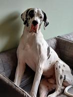 Dekreu Duitse Dog, Dieren en Toebehoren, 6 jaar of ouder, Reu, Eén hond, Nederland