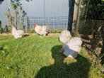 Cochin parelgrijs, Dieren en Toebehoren, Pluimvee, Meerdere dieren, Kip