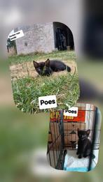 Lieve boerderijkittens