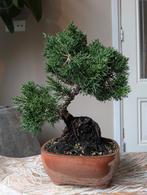 Juniperus Chinensis bonsai 10 jaar, Bloeit niet, Halfschaduw, Minder dan 100 cm, Overige soorten