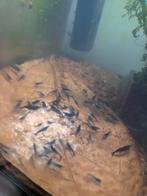 Garnalen mix mag u zelf samenstellen, Kreeft, Krab of Garnaal