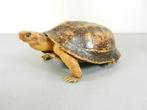 Taxidermie opgezette schildpad, Ophalen of Verzenden, Gebruikt, Reptiel of Amfibie, Opgezet dier
