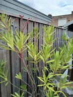 Oleander donker roze, Ophalen, Zomer, Volle zon