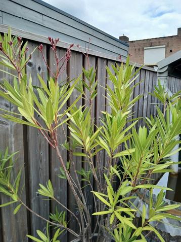 Oleander donker roze beschikbaar voor biedingen