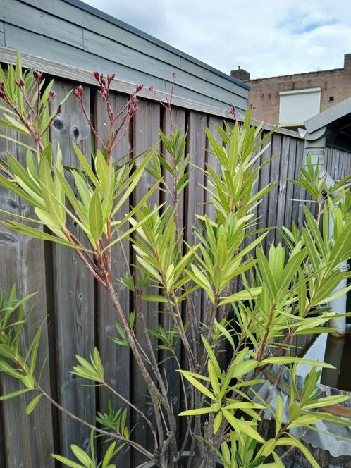 Oleander donker roze, Tuin en Terras, Planten | Tuinplanten, Volle zon, Zomer, Ophalen