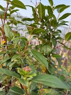 Vinurnum tinus grote plsnt zomer en wintrrgroen in bloei, Vaste plant, Halfschaduw, Herfst, Ophalen