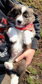Hele knappe corgi pups, nog 1!, Dieren en Toebehoren, Honden | Herdershonden en Veedrijvers, Overige rassen, 8 tot 15 weken, Meerdere
