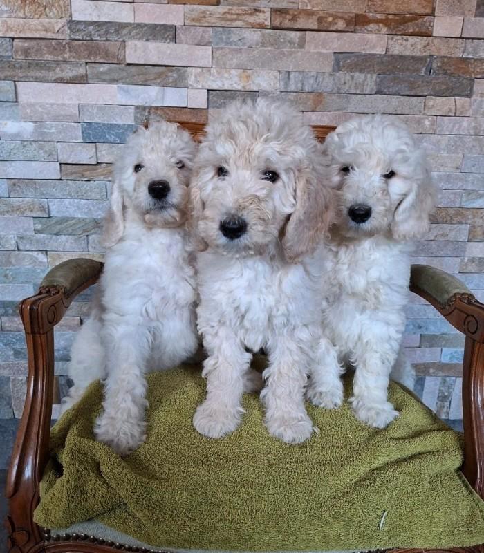 Prachtige medium F4 labradoodle pups, Dieren en Toebehoren, Honden | Retrievers, Spaniëls en Waterhonden, Meerdere dieren, Overige rassen