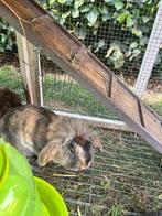 Gratis af te halen!, Dieren en Toebehoren, Mannelijk