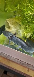 Axolotl man 1 jaar oud., Dieren en Toebehoren, 0 tot 2 jaar, Schildpad
