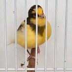 Kanarie fife fancy man 2025, Dieren en Toebehoren, Mannelijk, Postuurkanarie