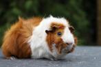 Cavia beren zoeken goed huisje, Dieren en Toebehoren, Knaagdieren, Januari, Mannelijk, Cavia