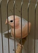 Goudvink Bonte goudvink 2025, Meerdere dieren, Wildzangvogel, Geringd