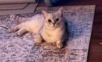 British Shorthair Silver Shaded, Dieren en Toebehoren, Katten en Kittens | Overige Katten, Kater