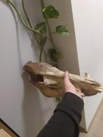 Schedel wildzwijn, Antiek en Kunst, Ophalen