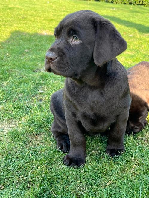 Nog 1 reutje zoekt goude mandje, Dieren en Toebehoren, Honden | Retrievers, Spaniëls en Waterhonden, Meerdere dieren, Labrador retriever