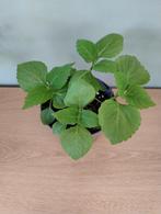 Siernetel / coleus, Huis en Inrichting, Kamerplanten, Ophalen, Overige soorten, Halfschaduw, In pot