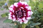 Dahlia Mystery Day, Tuin en Terras, Bloembollen en Zaden, Ophalen of Verzenden, Volle zon, Knol
