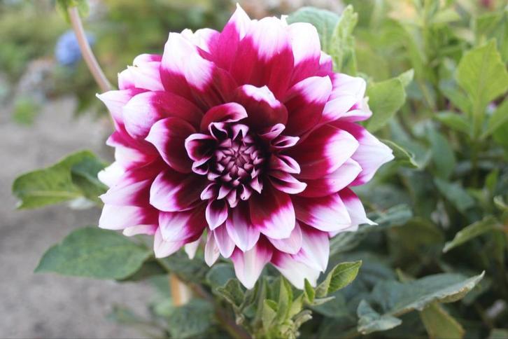 Dahlia Mystery Day, Tuin en Terras, Bloembollen en Zaden, Knol, Volle zon, Ophalen of Verzenden