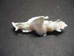 Schelpen: Pterynotus elongatus  Lightfoot, 1786.  61,2 mm., Ophalen of Verzenden, Schelp(en)