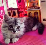 Britse langhaar x Maine coon kittens, Meerdere dieren, Ontwormd, 0 tot 2 jaar