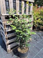 Camelia 'Mary Williams' 80-100 cm, Tuin en Terras, Planten | Struiken en Hagen, Ophalen of Verzenden, Overige soorten, Struik