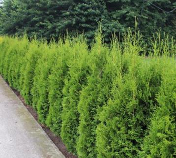 Haag conifeer / coniferen haag / thuja brabant beschikbaar voor biedingen