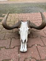 Schedel Witstaartgnoe, Verzamelen, Dierenverzamelingen, Ophalen, Zo goed als nieuw, Wild dier, Schedel