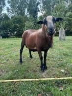 Maasduin ram, Dieren en Toebehoren, Schapen, Geiten en Varkens, Mannelijk, Schaap, 0 tot 2 jaar