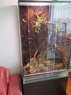 terrarium / paludarium met onderkast, Dieren en Toebehoren, Reptielen en Amfibieën | Toebehoren, Ophalen, Zo goed als nieuw, Terrarium of Paludarium