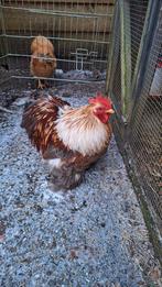 Haan cochin kriel gratis af te halen, Dieren en Toebehoren, Mannelijk, Kip