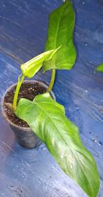 Philodendron Domesticum, Huis en Inrichting, Kamerplanten, Ophalen of Verzenden, Halfschaduw, Minder dan 100 cm