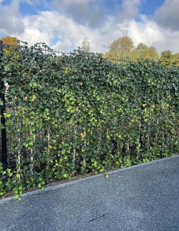 🌿118x Hedra klimop – 2m haag, pas 2 maanden oud! beschikbaar voor biedingen