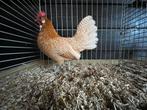Broedeieren Fryske gielwietwyten krielkippen, Dieren en Toebehoren, Pluimvee, Geslacht onbekend, Kip