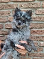Super mooi Pomeriaan blue merle teefje!, Dieren en Toebehoren, Honden | Poolhonden, Keeshonden en Oertypen, Keeshond, 8 tot 15 weken