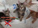 3 kater kittens over, zijn nu 15 weken en mogen gratis weg, Dieren en Toebehoren, Kater, Ontwormd, 0 tot 2 jaar