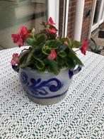 Keulse pot met begonia, Huis en Inrichting, Ophalen, Overige soorten, Halfschaduw, In pot