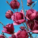 Magnolia in kleuren, Ophalen, Overige soorten, Volle zon