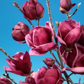 Magnolia in kleuren beschikbaar voor biedingen