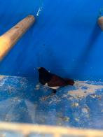 Driekleur Non 0-1, Dieren en Toebehoren, Vogels | Overige Vogels, Vrouwelijk, Tropenvogel