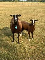 schapen, Dieren en Toebehoren, Vrouwelijk, Schaap, 3 tot 5 jaar