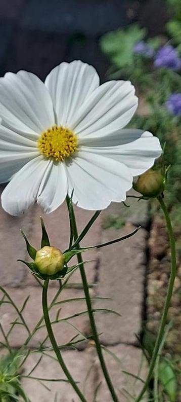 Cosmea Alba beschikbaar voor biedingen