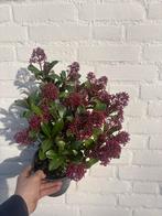 Skimmia Japonica - Winterharde sierheester, Vaste plant, Halfschaduw, Winter, Ophalen