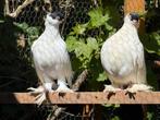 Te koop: 2 paar prachtige duiven (zwart en geel), Dieren en Toebehoren, Vogels | Duiven, Meerdere dieren, Postduif