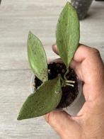 Hoya nicholsoniae New Guinea Ghost, Huis en Inrichting, Kamerplanten, Overige soorten, In pot, Minder dan 100 cm, Bloeiende kamerplant