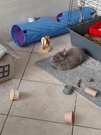 Gratis, Dieren en Toebehoren, Konijnen, Vrouwelijk, Klein, 0 tot 2 jaar