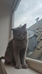 Britse korthaar met stamboom, Poes, Gechipt, 3 tot 5 jaar