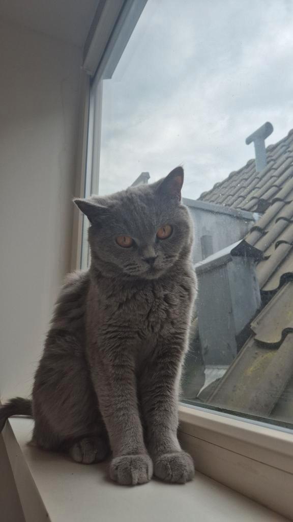 Britse korthaar met stamboom, Dieren en Toebehoren, Katten en Kittens | Raskatten | Korthaar, Poes, 3 tot 5 jaar, Met stamboom