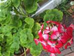 Geranium stekje - uit Cattolica in Italie, Huis en Inrichting, Kamerplanten, Ophalen of Verzenden, Halfschaduw, Minder dan 100 cm